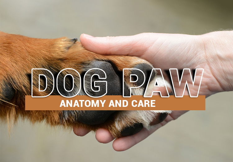 Dog Paw : Anatomy and Care | PetCareClub