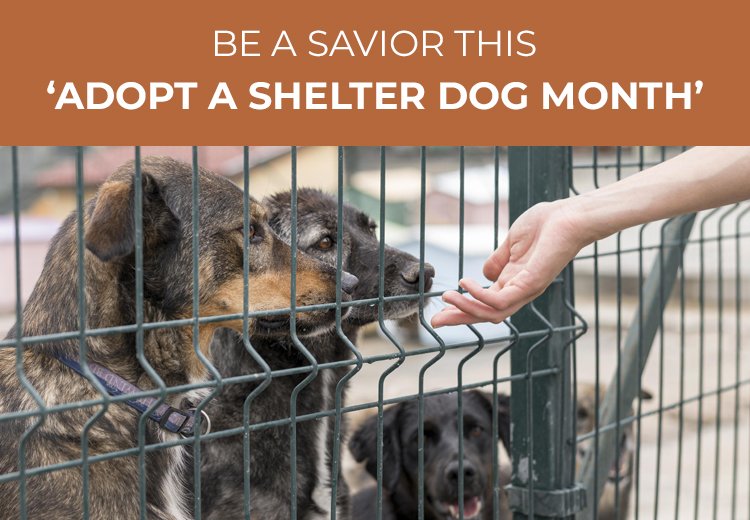 PCC-Blog-Be-a-Savior-This-Adopt-a-Shelter-Dog-Month1_09292023_021538.jpg