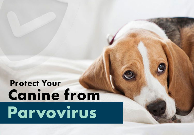 Protect Your Canine from Deadly Parvovirus