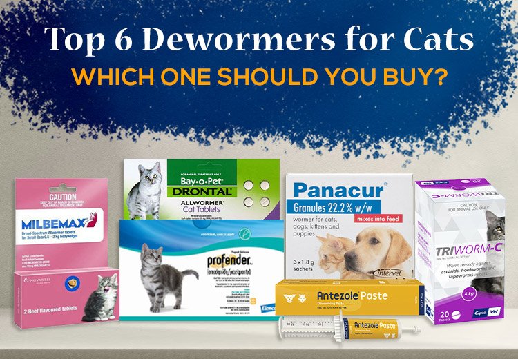 PCC-Blog-Top-6-Dewormers-for-Cats-Which-One-Should-You-Buy-Aug23_09132023_043017.jpg