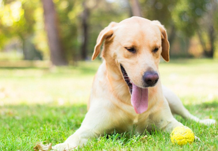 Is Your Dog Suffering From Allergy? 7 Signs To Look Out For