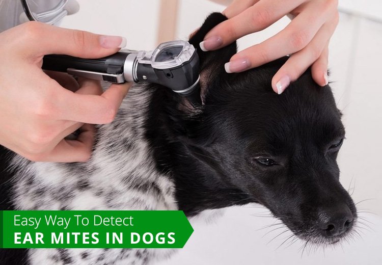 Easy Way to Detect Ear Mites In Dogs | PetCareClub