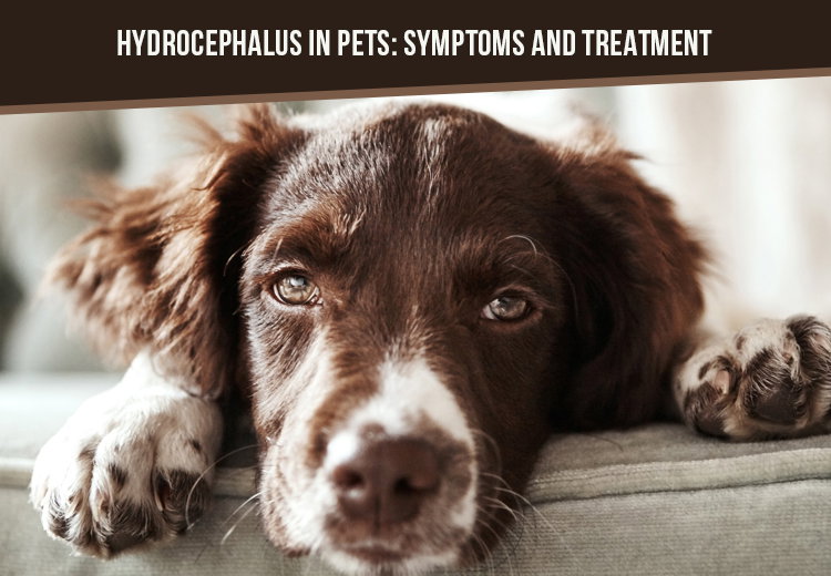 is a puppy with hydrocephalus in pain