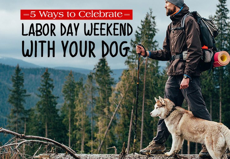 5 Ways to Celebrate Labor Day Weekend with your Dog