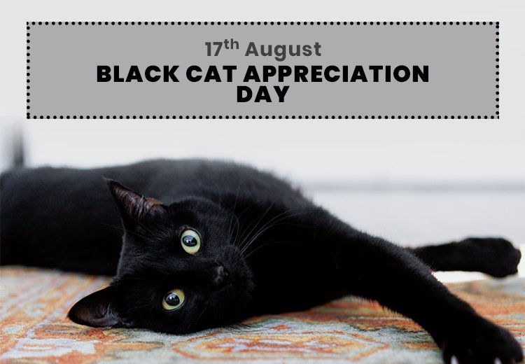 Black Cat Appreciation Day- 17th August