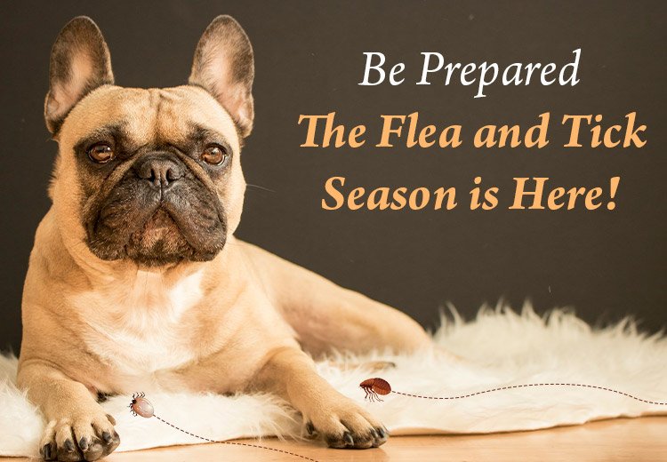 Be Prepared for your Pet- The Flea and Tick Season is Here!