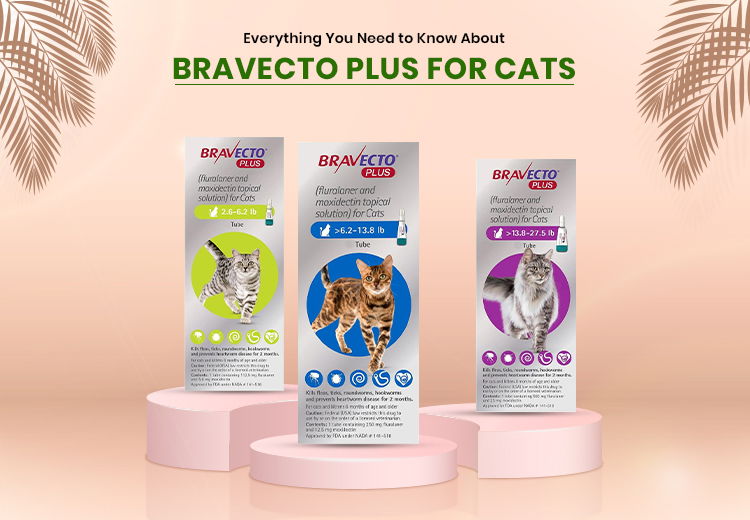 Everything You Need to Know About Bravecto Plus for Cats