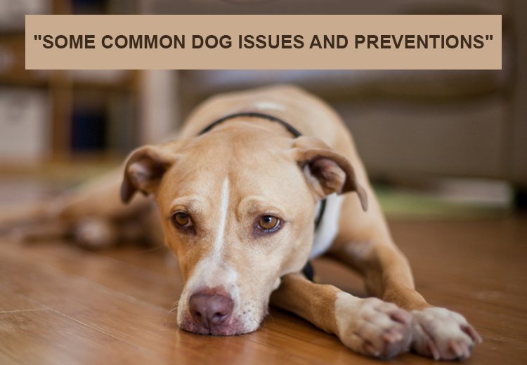Some Common Dog Issues and Their Prevention
