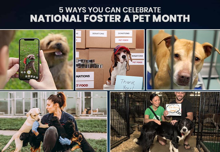 5 Ways You Can Celebrate National Foster A Pet Month