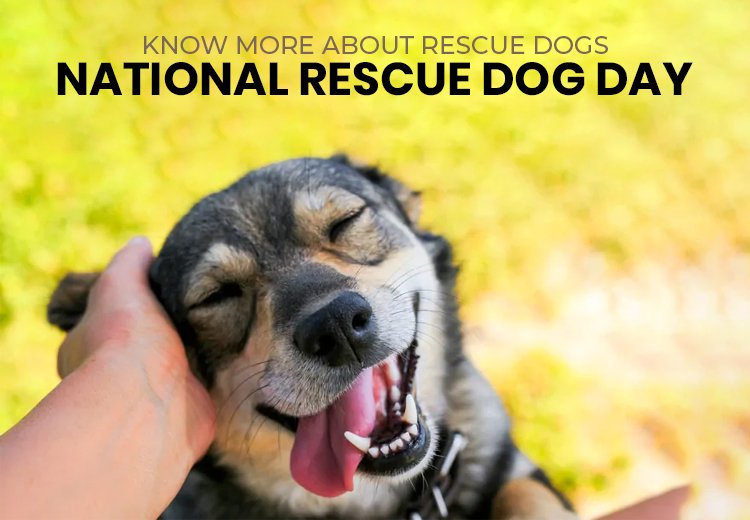 Know More about Rescue Dogs | National Rescue Dog Day
