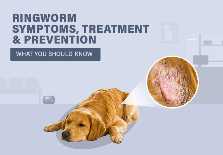 Ringworm Symptoms, Treatment & Prevention in Dogs