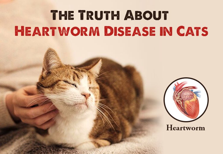 Heartworm Disease in Cats: The Truth Behind the Myths