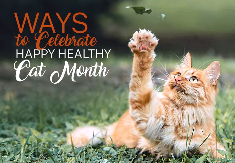 Ways to Celebrate Happy Healthy Cat Month