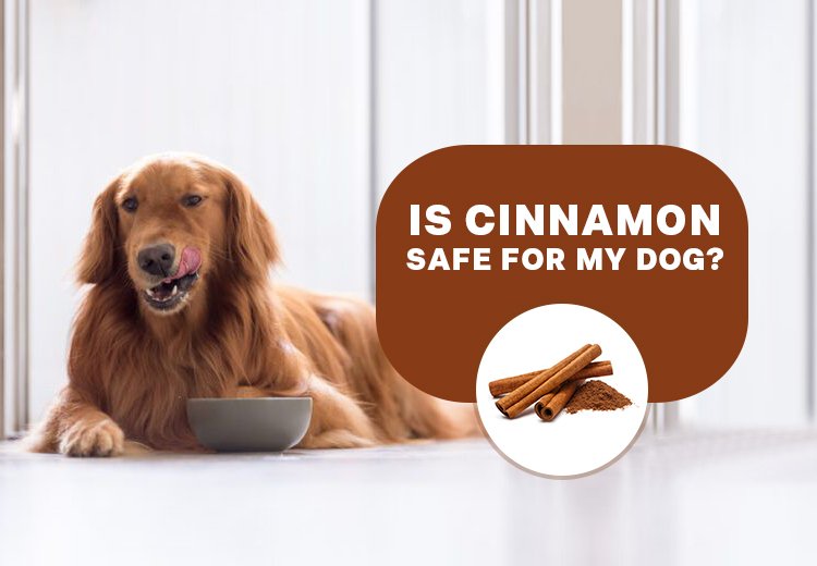 Is Cinnamon Safe For My Dog?