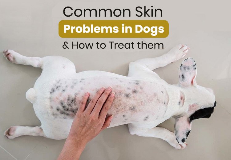 Common Skin Problems in Dogs & How to Treat them