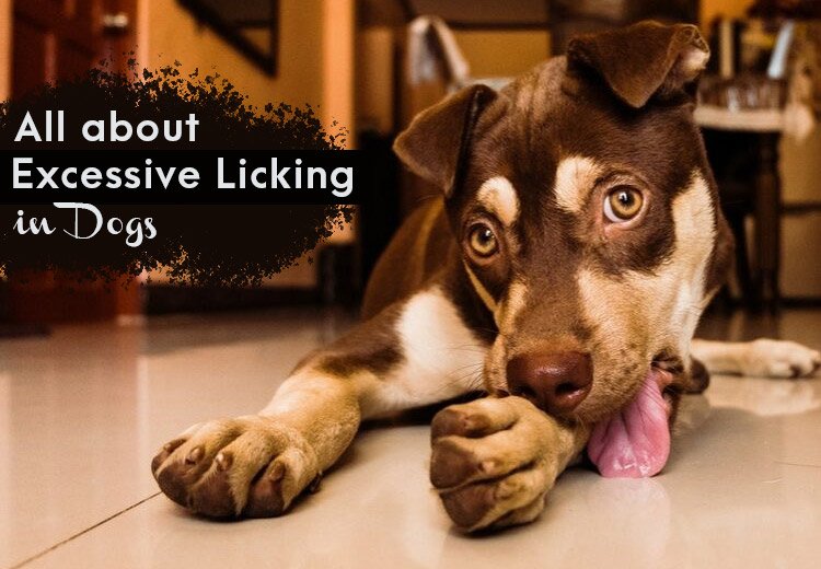 All about Excessive Licking in Dogs