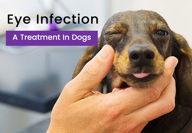 Eye Infection A Treatment In Dogs