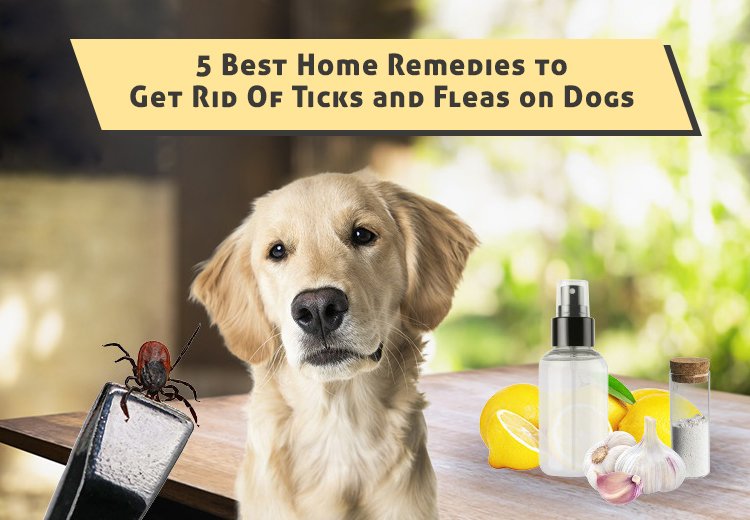5 Best Home Remedies To Get Rid Of Ticks And Fleas On Dogs