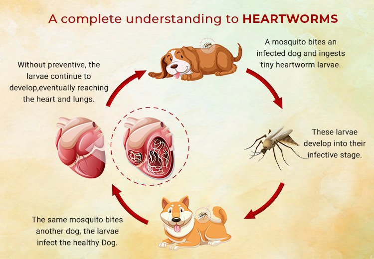 A complete understanding to heartworms