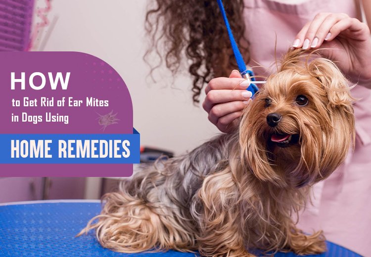 Home Remedies for Ear Mites in Dogs