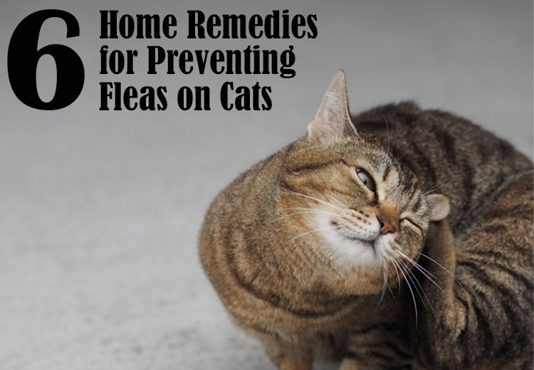 6 Home Remedies for Preventing Fleas on Cats