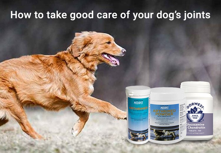 Tips To Improve Joint Health Of Your Dog