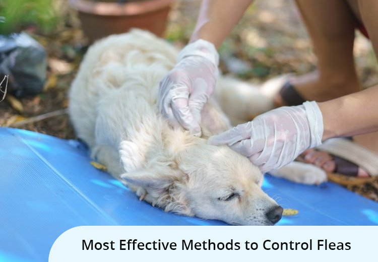 Most Effective Methods to Control Fleas