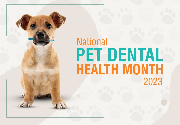 National Pet Dental Health Month 2023