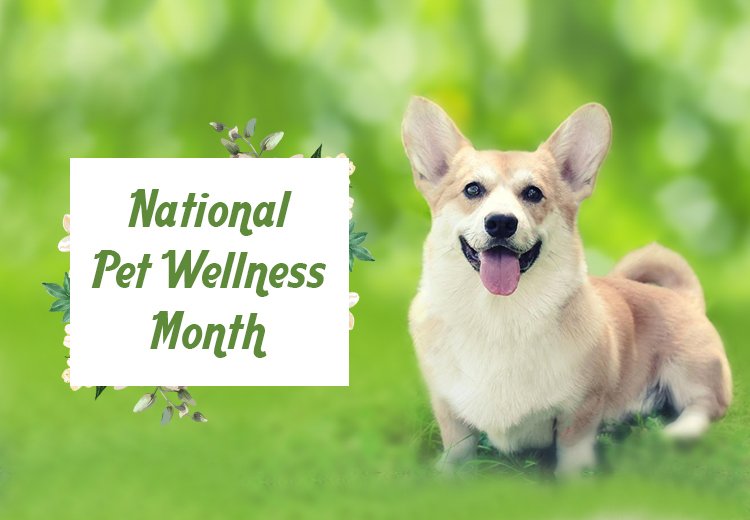 National Pet Wellness Month