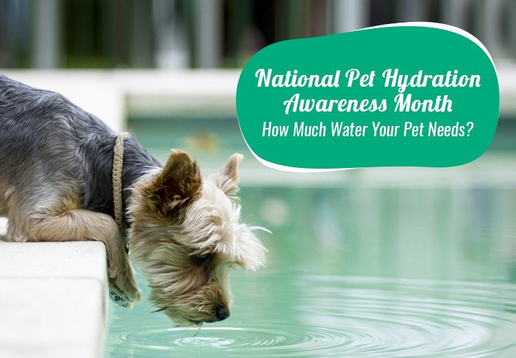 National Pet Hydration Awareness Month. How much water Your Pet Needs?