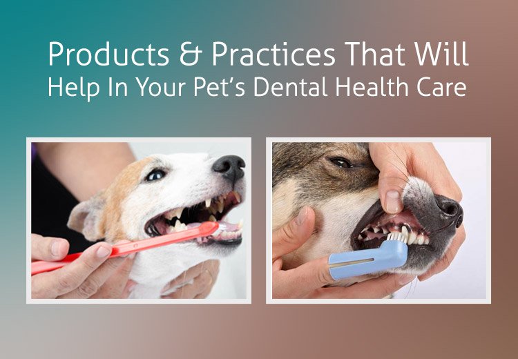 Products And Practices That Will Help In Your Pets Dental Health Care