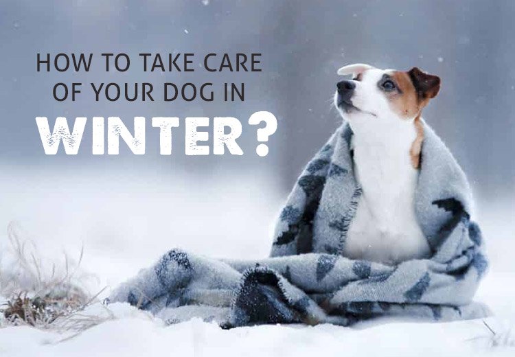 How to Take Care of Your Dog in Winter?