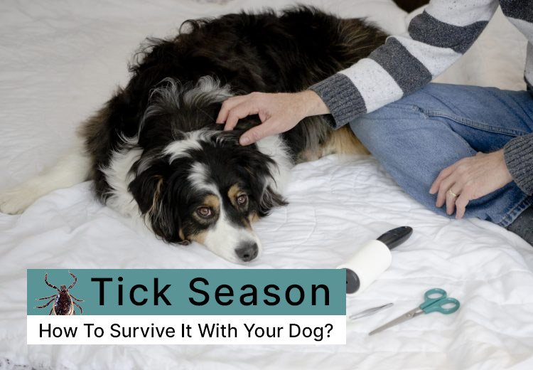 Tick Season How To Survive It With Your Dog?