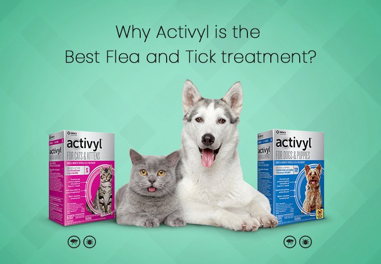 Why Activyl is the best flea and tick treatment?