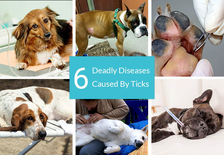 Diseases Caused By Ticks