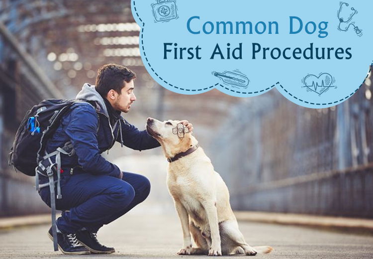 Common Dog First Aid Procedures