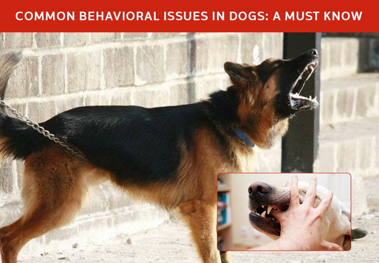 Common Behavioral Issues in Dog