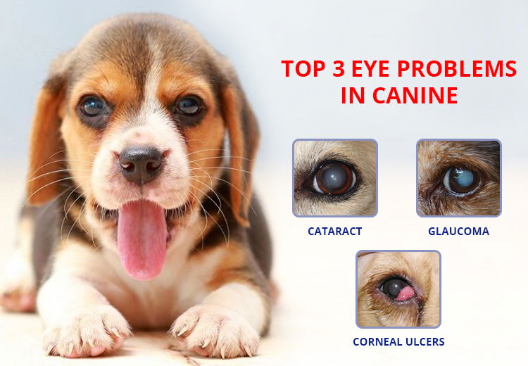 Top 3 Eye Problems In Canine - PetCareClub