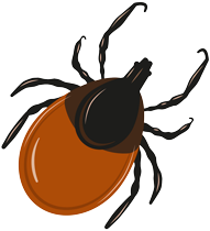 ticks