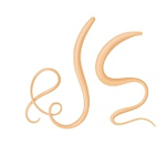 Roundworms